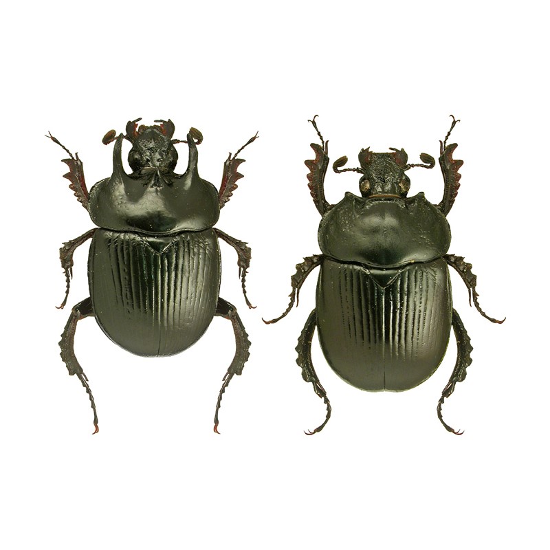 Tegart 【lhd】 Passend Beetle 2005–2012 Dreilagige - Temu Germany